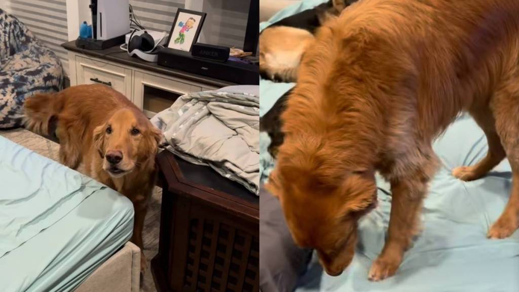 Golden Retriever video
