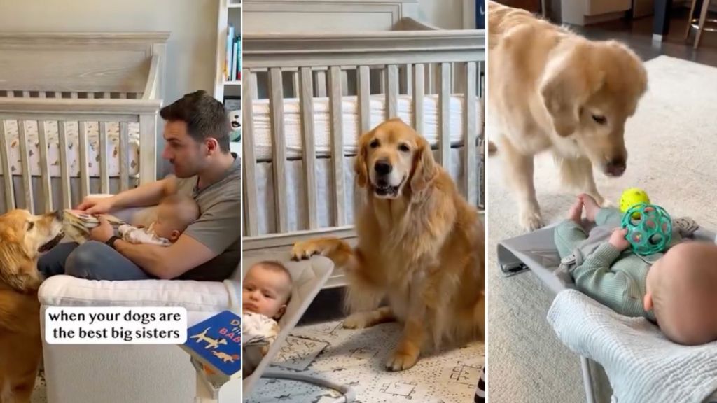 Video: Golden Retrievers Are ‘Best Big Sisters’ to Baby Brother