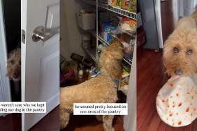 Goldendoodle tortilla video