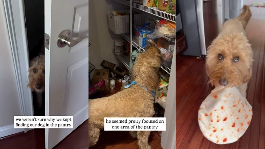 Goldendoodle tortilla video