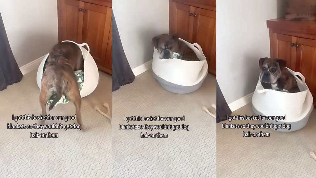 dog fur basket video