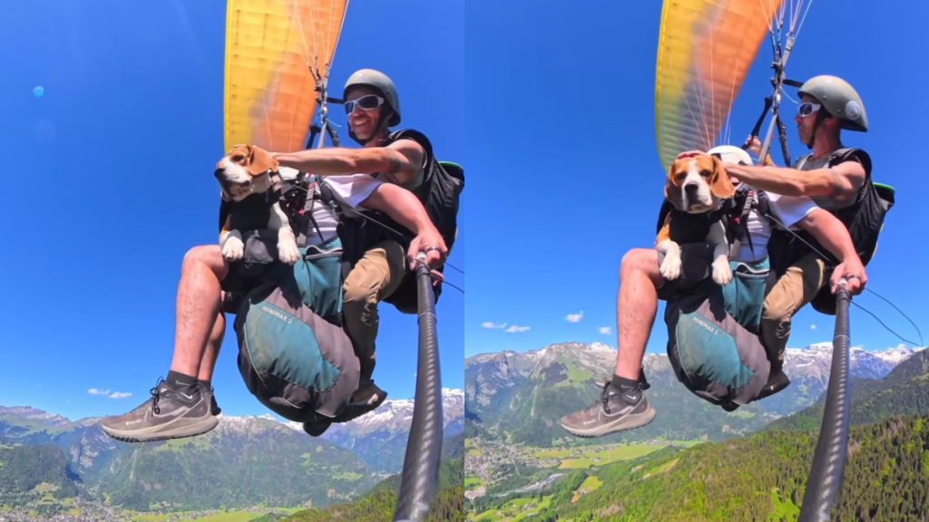 Beagle paragliding video