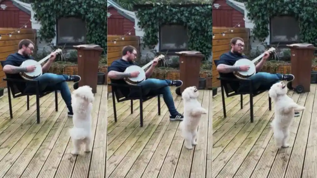 Dog dancing video