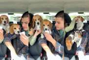 Beagles pup cup video
