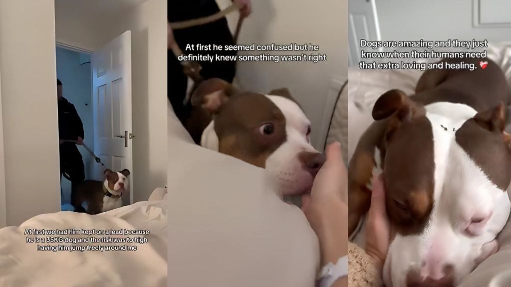American Bully video