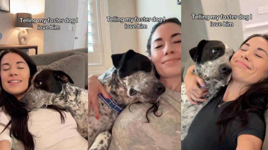 foster dog love video