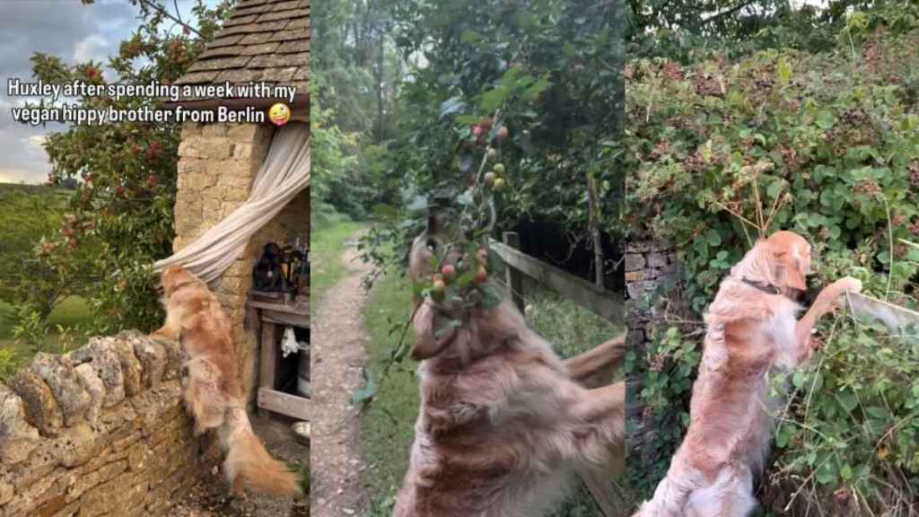 Golden Retriever diet video
