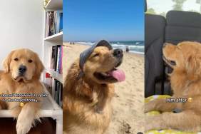Golden Retriever beach video