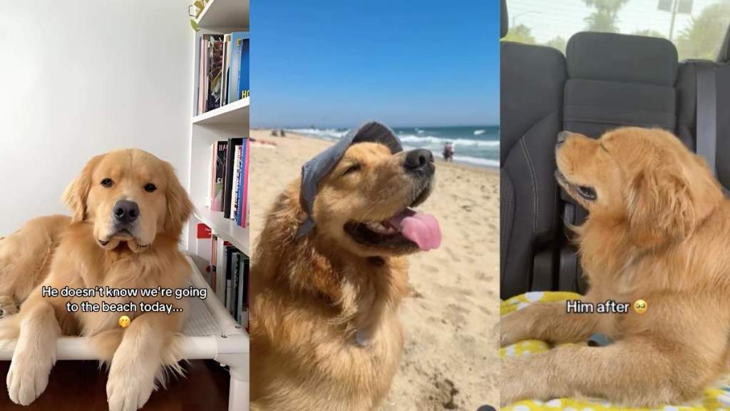 Golden Retriever beach video