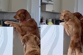 Golden Retrievers video