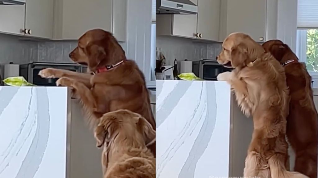 Golden Retrievers video