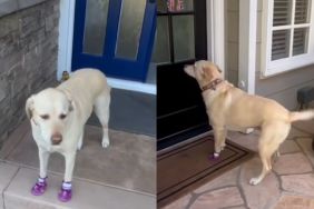 Labrador doorbell video