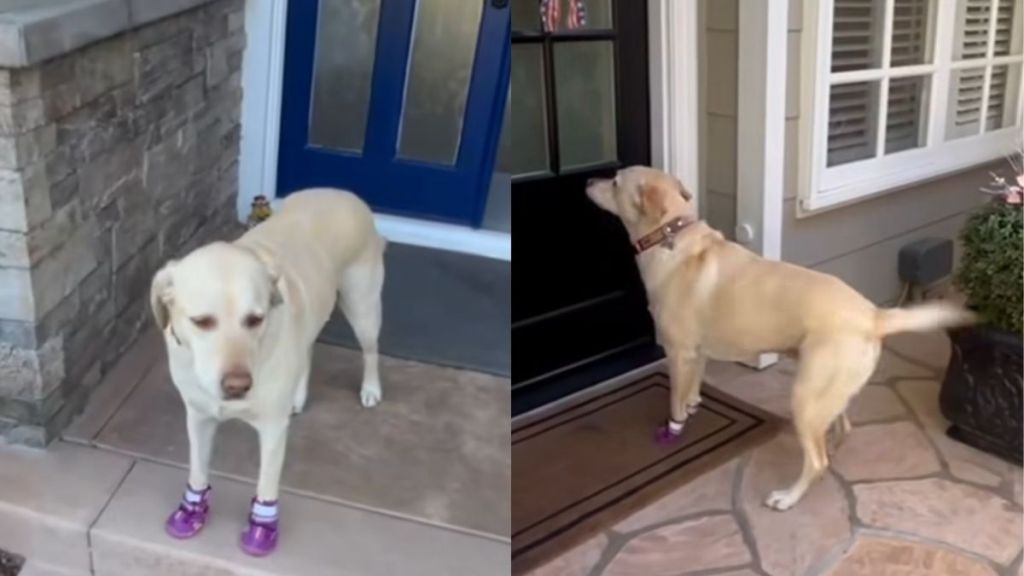 Labrador doorbell video