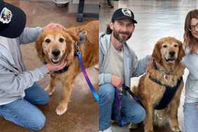 Golden Retriever adoption video