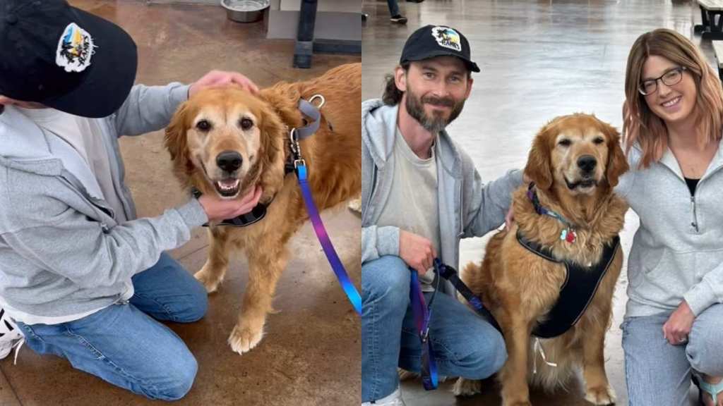 Golden Retriever adoption video