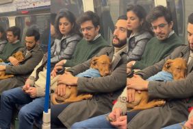 Vizsla puppy naps in dad's lap in crowded public transport