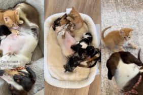 Instagram video shows a Dachshund adopting a kitten while raising a litter of puppies
