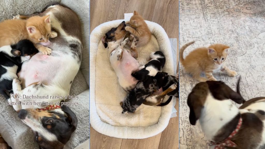Instagram video shows a Dachshund adopting a kitten while raising a litter of puppies
