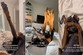 Instagram video shows Doberman's unique sleeping positions
