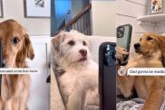 Owner gives a glimpse of dogs sending messages to each other in viral video
