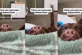 Video of dog wanting some human food is too cute to miss