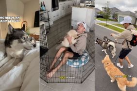 Owners show what their morning with '6 animals' looks like in video