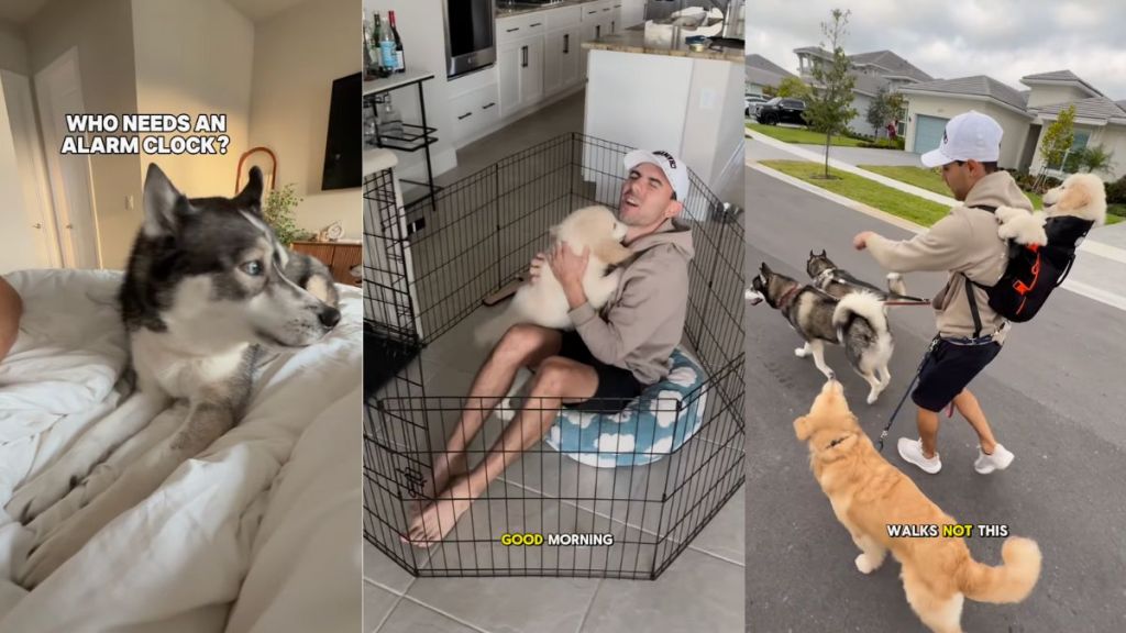 Owners show what their morning with '6 animals' looks like in video