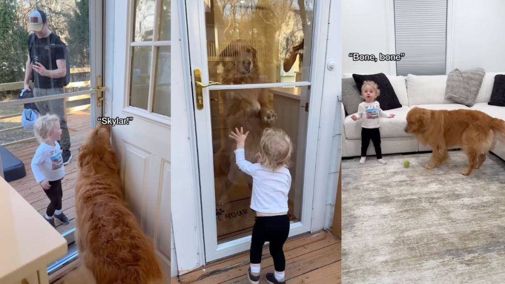 Instagram video shows a Golden Retriever and toddler excitedly reuniting