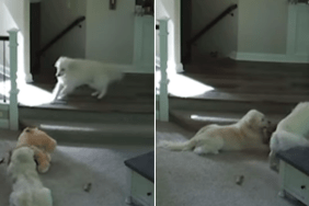 golden retriever dog video