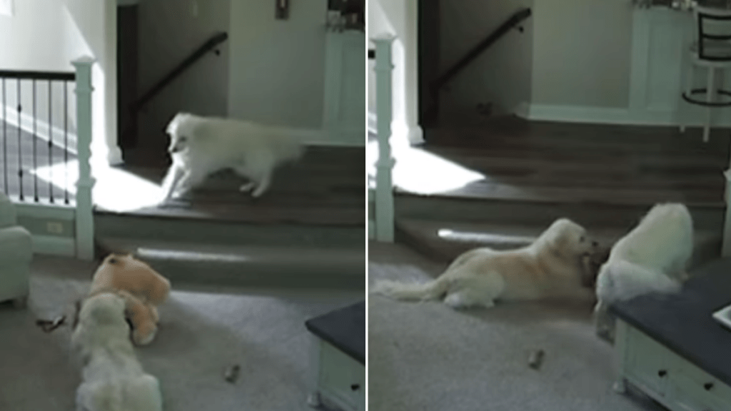 golden retriever dog video