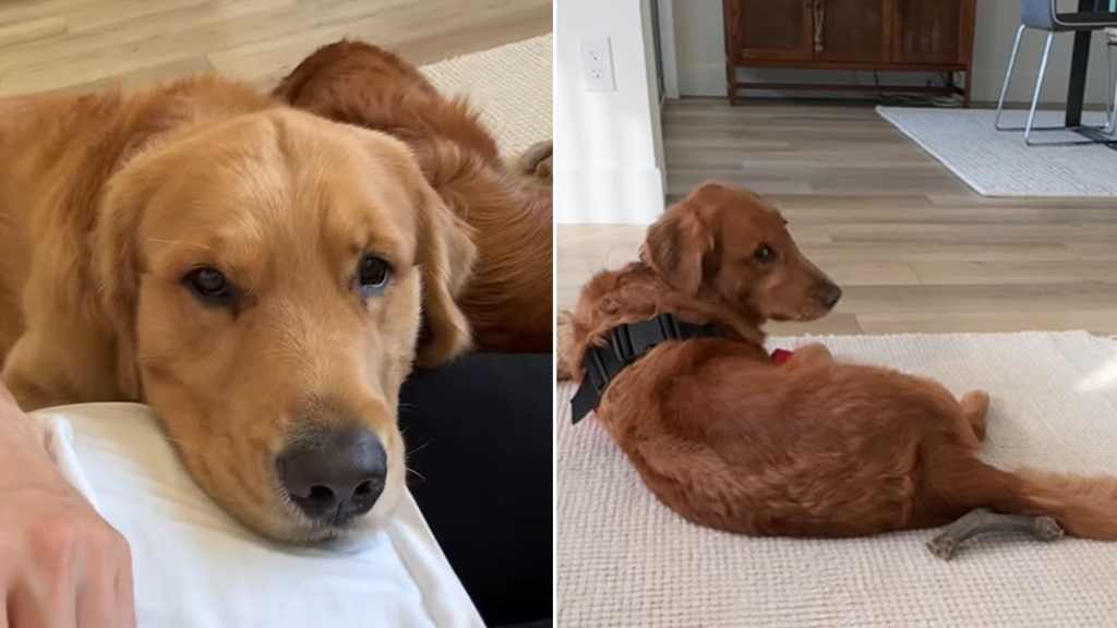 golden retriever attention video