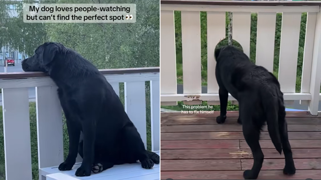 dog fence
