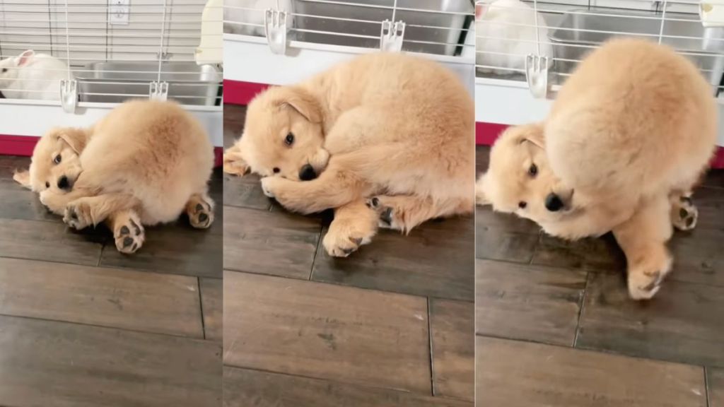 Golden Retriever puppy's favorite toy is his tail