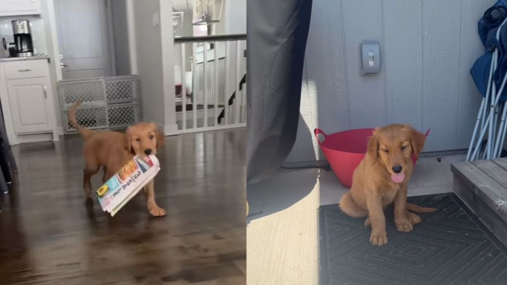 Instagram video shows what a Golden Retriever puppy does on his visit to grandparents' home