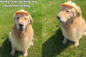Owner shows why Golden Retriever looks 'happier' in cute video