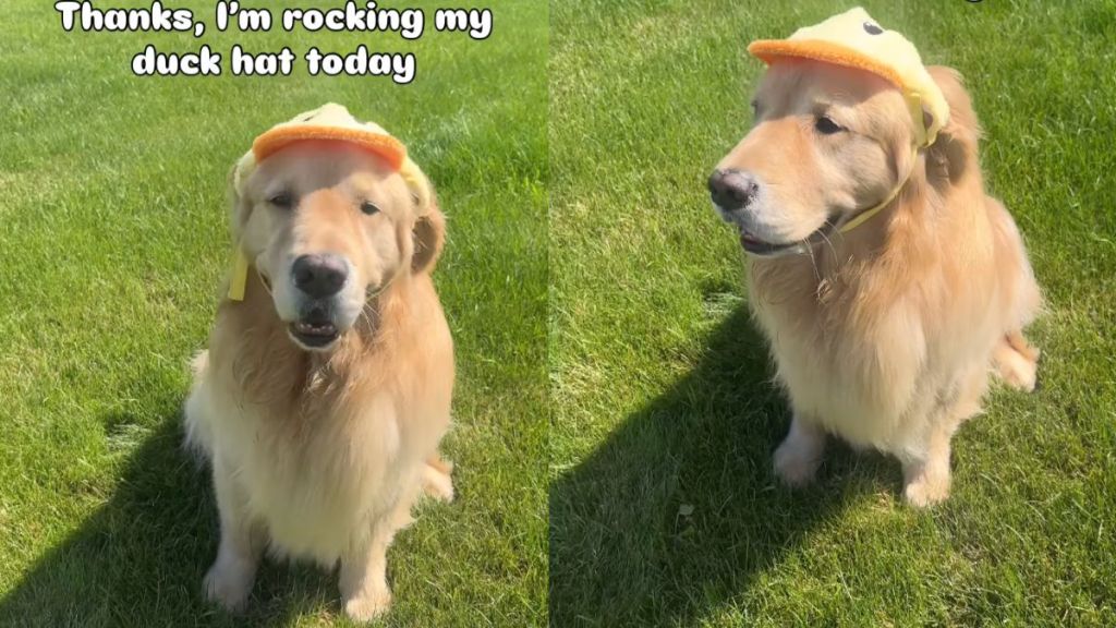 Owner shows why Golden Retriever looks 'happier' in cute video