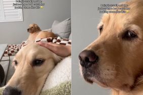 Golden Retriever proves she's the 'jealous type' when mom pets sibling in video