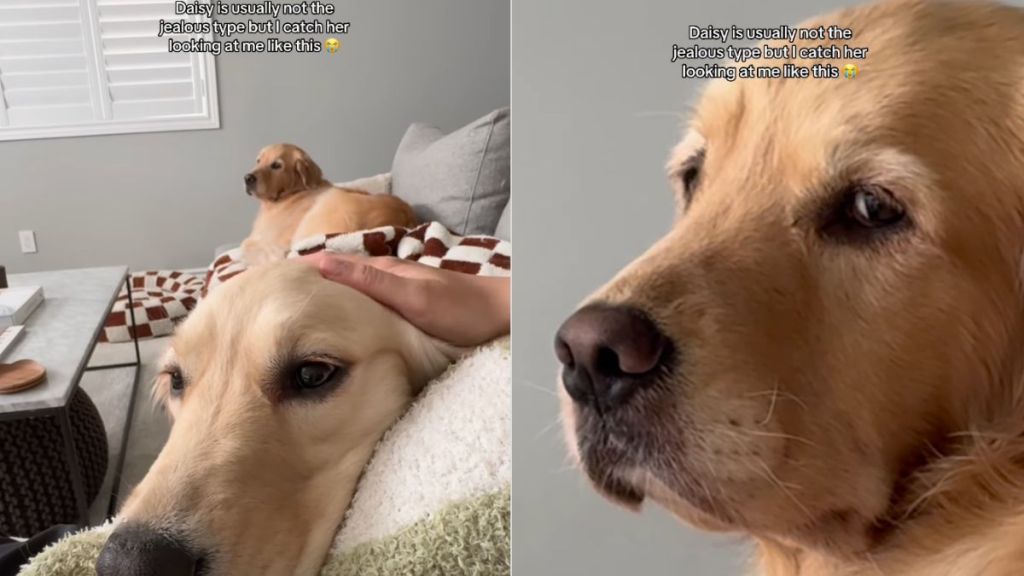 Golden Retriever proves she's the 'jealous type' when mom pets sibling in video