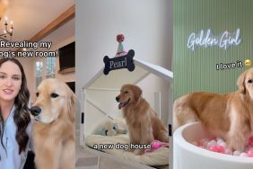 Golden Retriever is excited when exploring new room in viral video