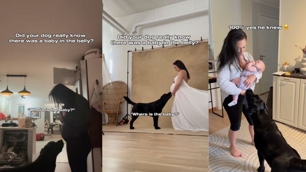 Instagram video shows Labrador responding to his mom's question