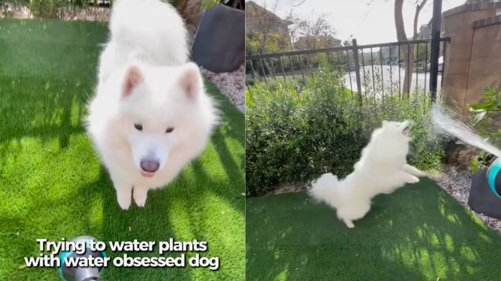 Owner struggles to water plants with water-obsessed Samoyed