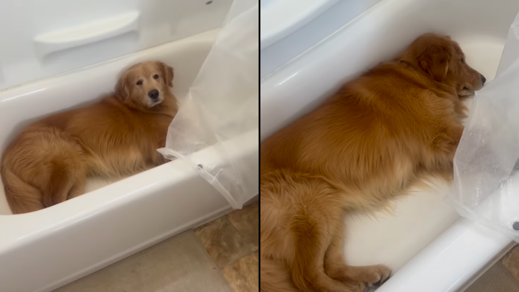 Golden Retriever sleepy bathtub video