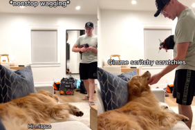Golden Retriever dad video