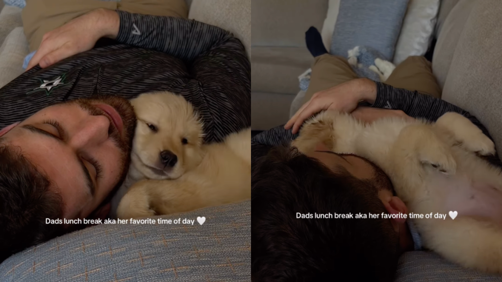 Golden Retriever dad video