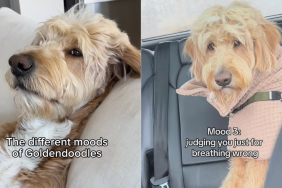 Goldendoodle moods video