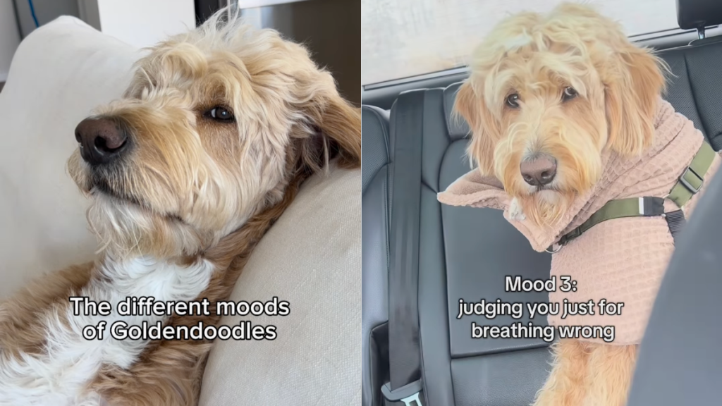 Goldendoodle moods video
