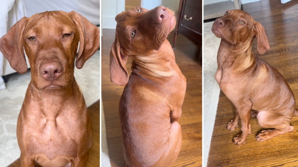 Vizsla puppy video
