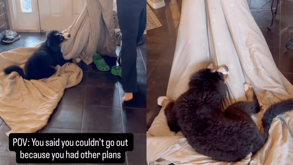 Owner dog blanket video