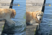 Golden Retriever swimming video