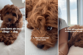 Cockapoo clingy video